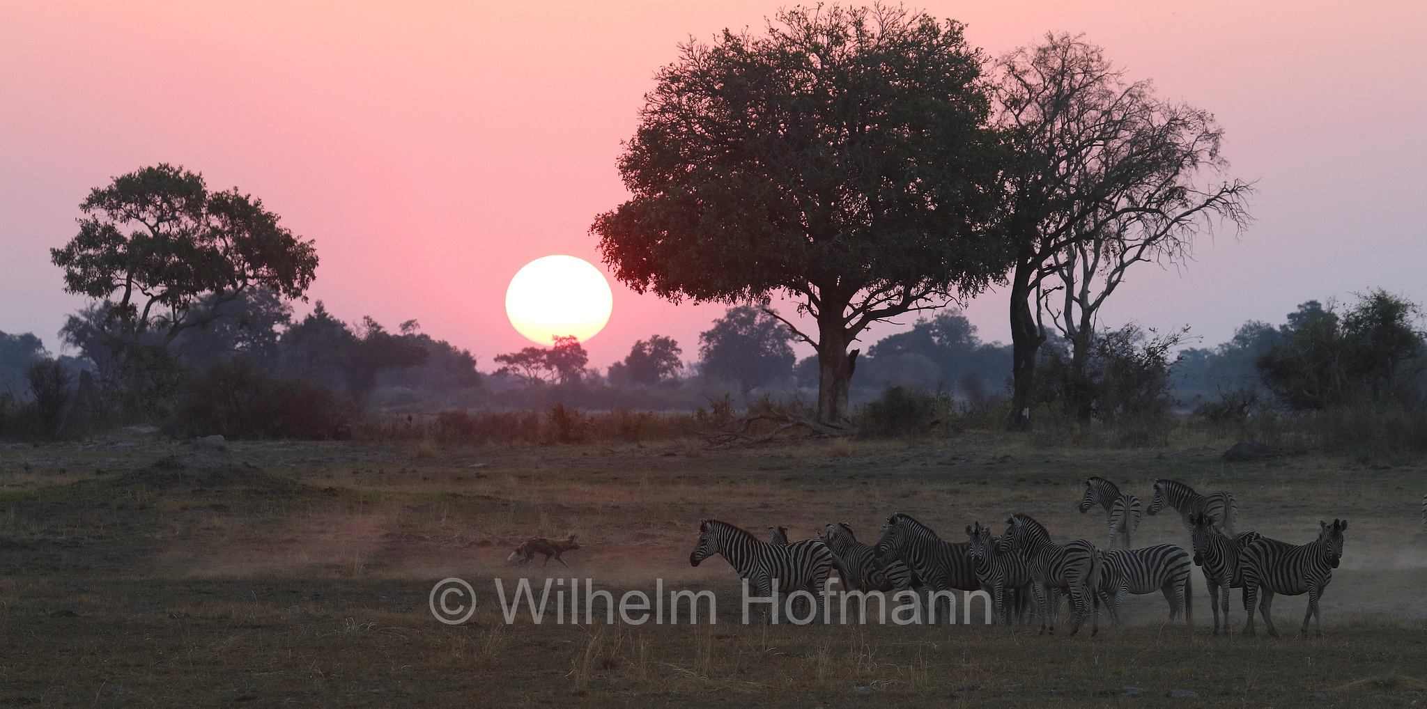 African wild dog, painted dog, Cape hunting dog, Afrikanischer Wildhund, licaone, cane selvatico africano, Lycaon pictus, Moremi Game Reserve, Moremi-Wildreservat, Okavango Delta, Okavango Grassland, Botswana, Republik Botsuana