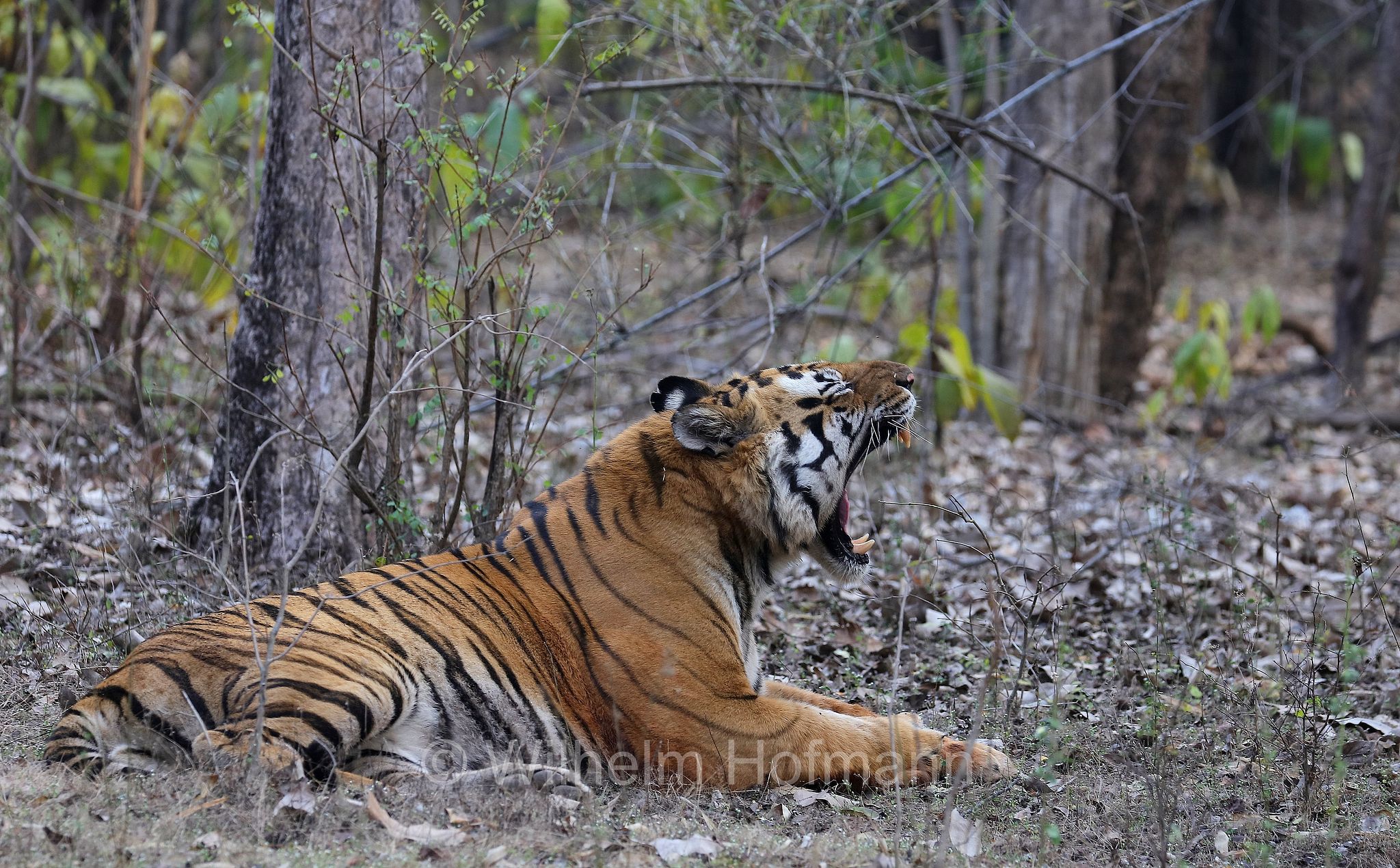Bengal tiger, Königstiger, Bengal-Tiger, Indischer Tiger, tigre del Bengala, tigre reale del Bengala, Panthera tigris tigris, Bandhavgarh National Park, Bandhavgarh-Nationalpark, parco nazionale di Bandhavgarh, Madhya Pradesh, India, Indien, Zone 3