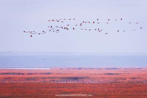 Grus grus - Common Crane