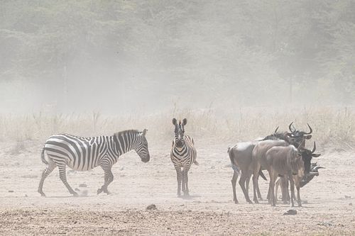 Zebra and Wildebeest in Dust of Kenya