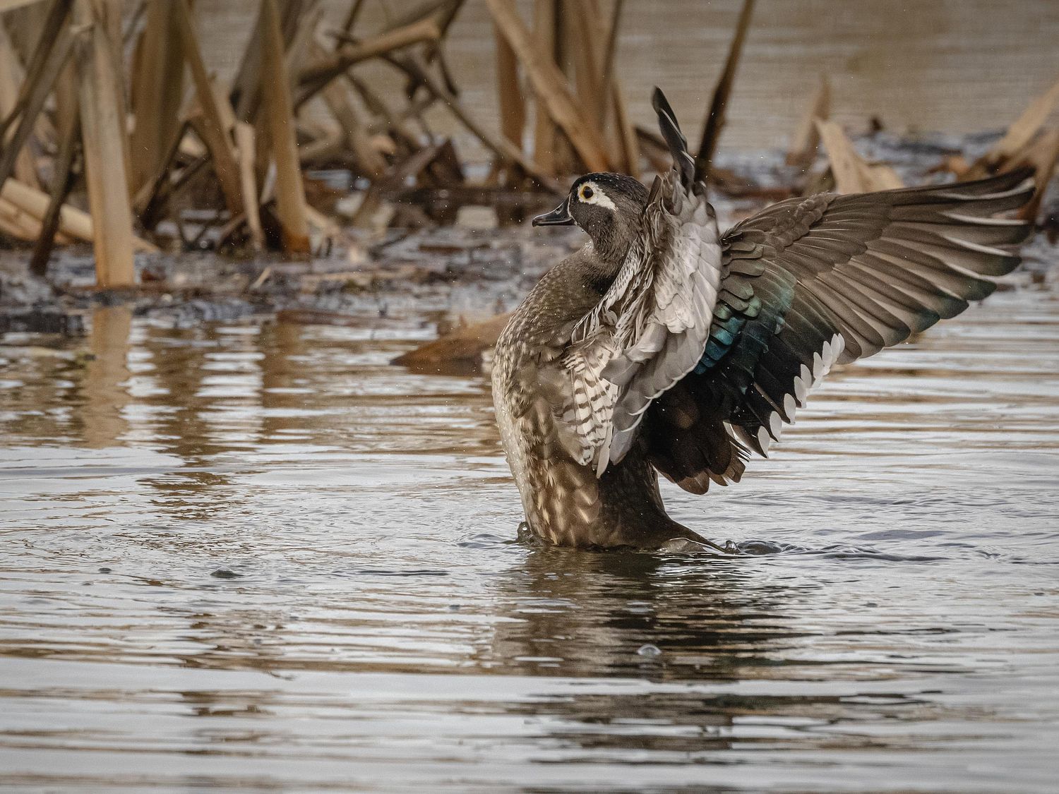 Waterfowl Gallery by Peter Weymouth Nature Photography