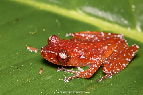 Nyctixalus pictus - Cinnamon tree frog