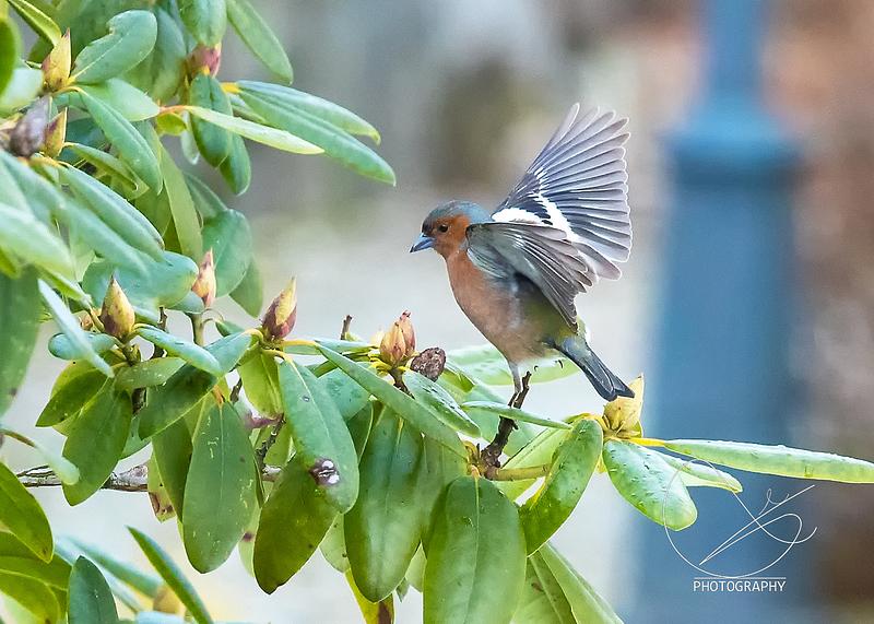 Eg likar å fotografere fugler