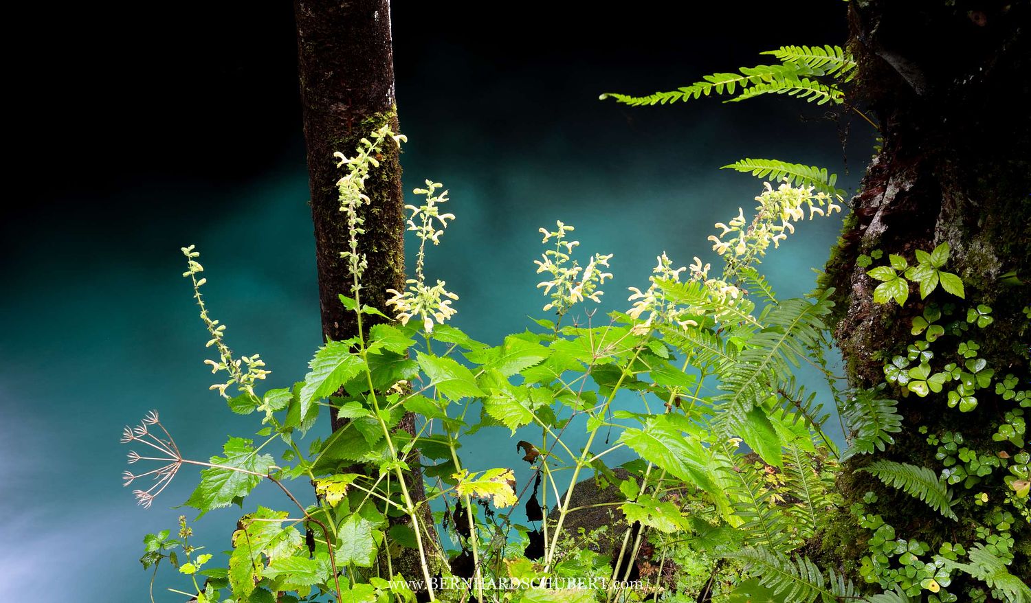 Ufervegetation