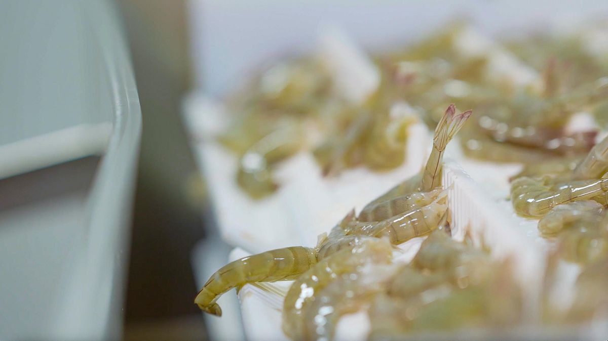 Lobster on the processing job