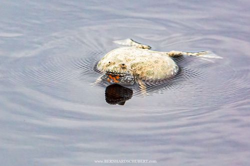 Bombina bombina - Rotbauchunke
