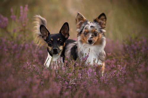 Jack Russel en Mini Aussie staan naast elkaar in een heideveld kijken richting camera