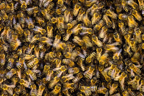 Apis mellifera - Western Honey Bee