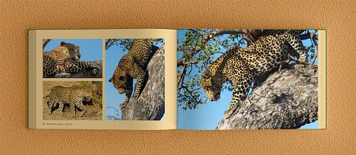 Double-page spread of the photobook showing three leopard photos on the left page and a full-bleed leopard photo on the right.