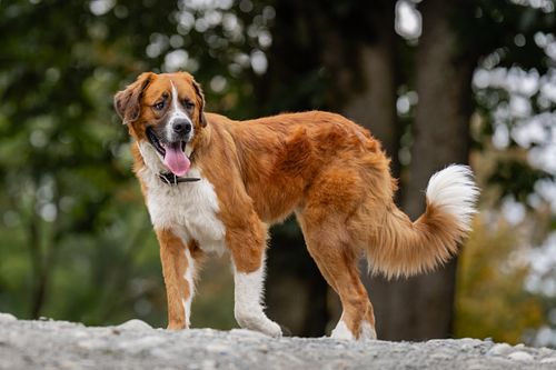 Big dog walking in the park.