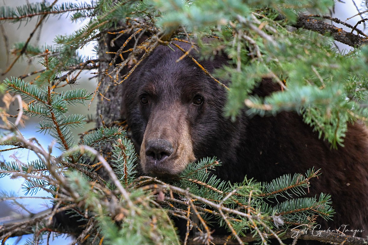 Forest Watch