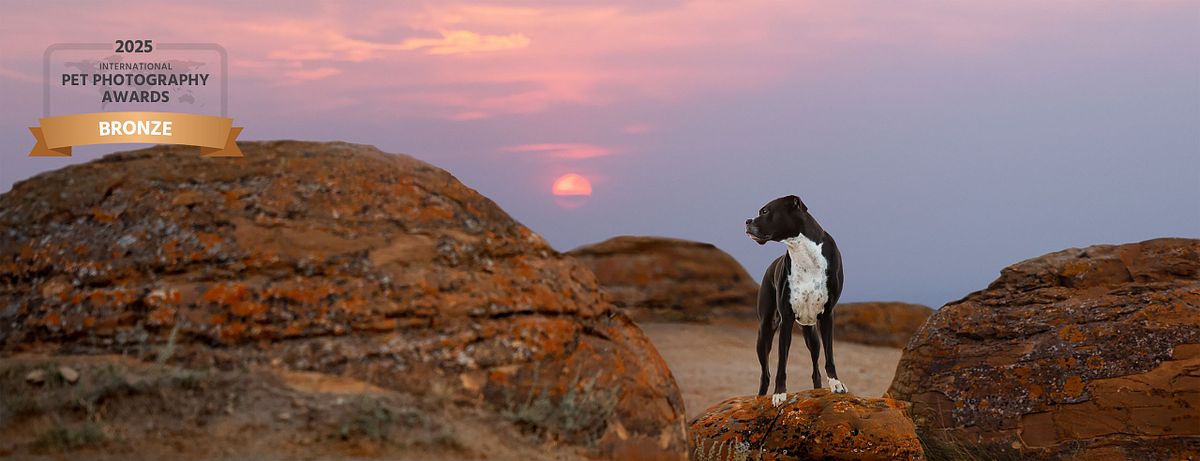 A black boxer stands on red orb like rocks at sunset gazing over the ouu of this world landscapes of Southern Alberta
