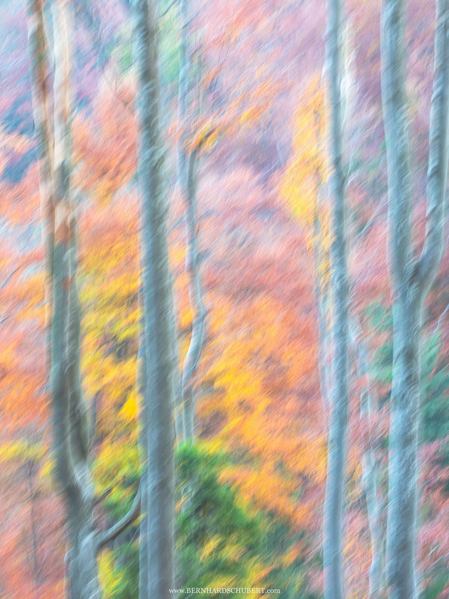 Abstrakte Buchen im Herbst