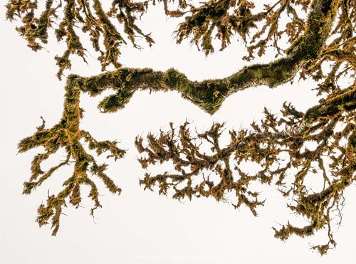 Toter Ast eines Lorbeerbaums