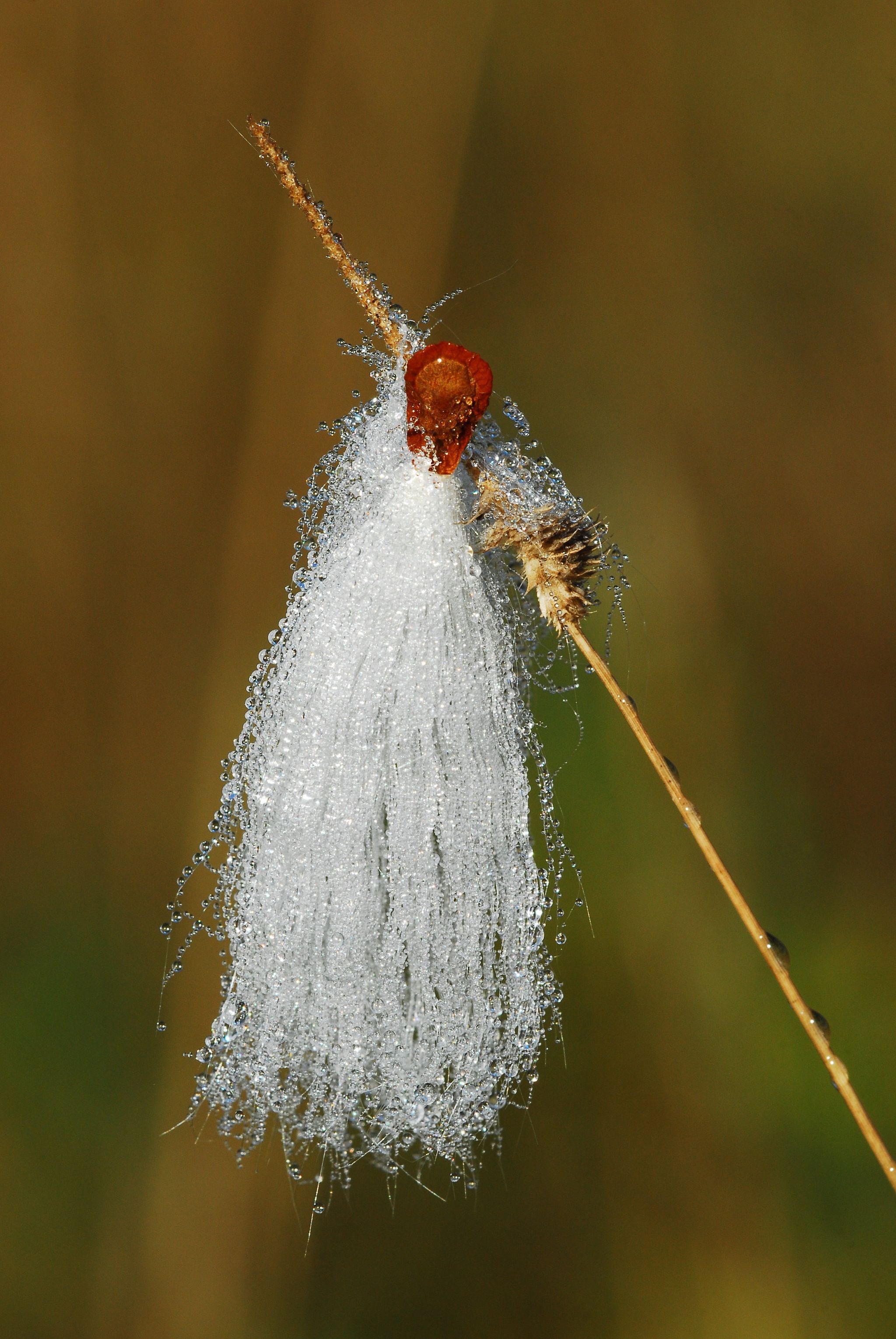 Milkweed seed