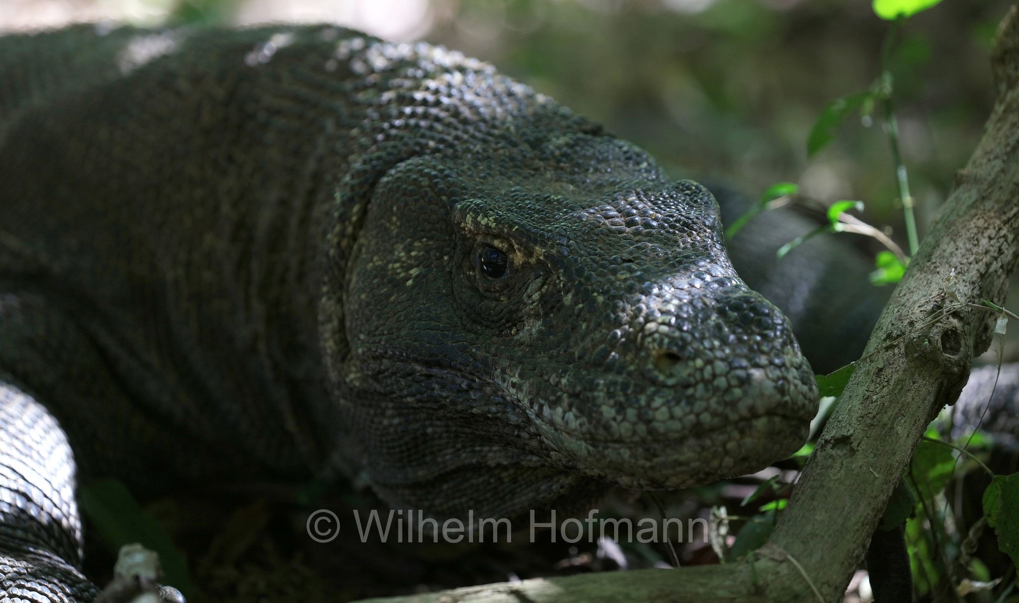 Komodo dragon, Komodo monitor, Komodowaran, Komododrache, varano di Komodo, drago di Komodo, Varanus komodoensis, Komodo Island, Komodo, Lesser Sunda Islands, Kleine Sundainseln, Piccole Isole della Sonda, Nusa Tenggara Islands, Kepulauan Nusa Tenggara, Indonesia, Indonesien