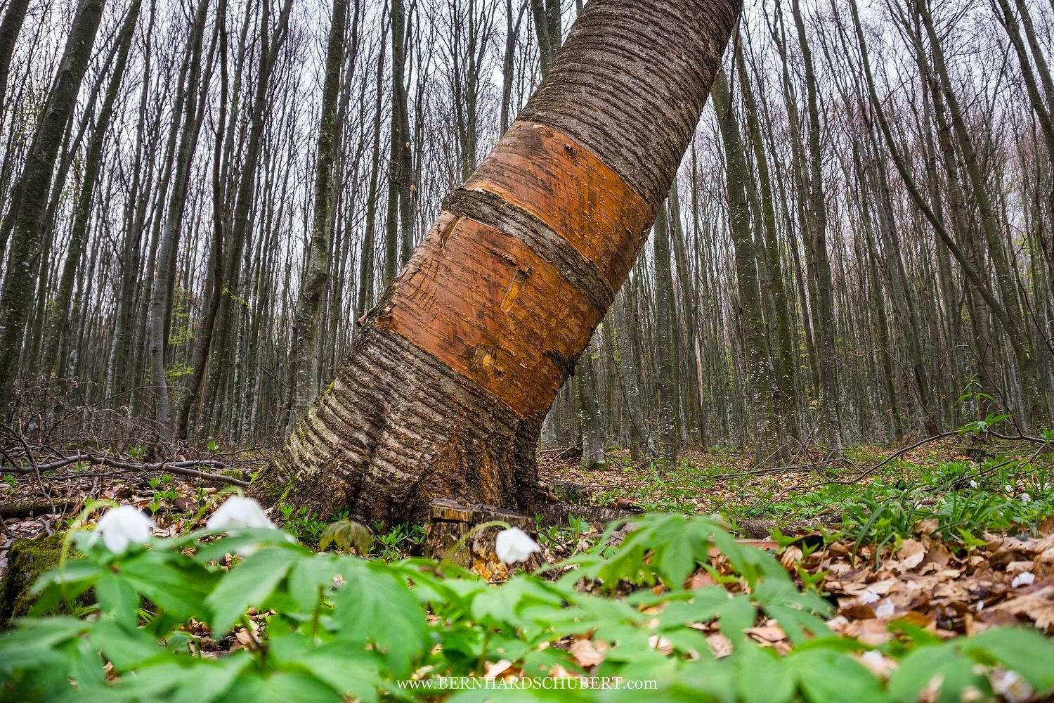 Markings of a bear on a cherry tree
