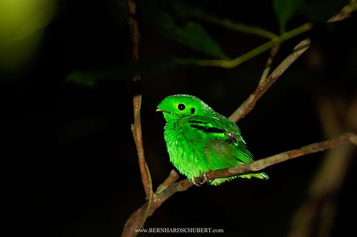 Calyptomena viridis - Green broadbill