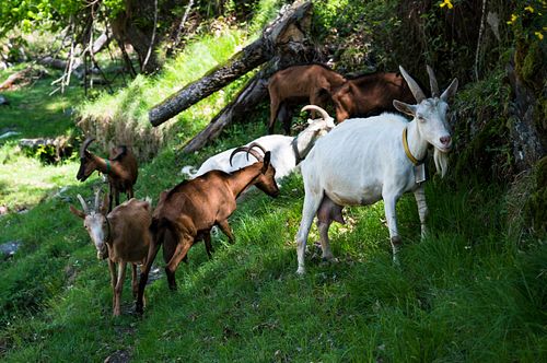 Bei den Mühlen von Piero