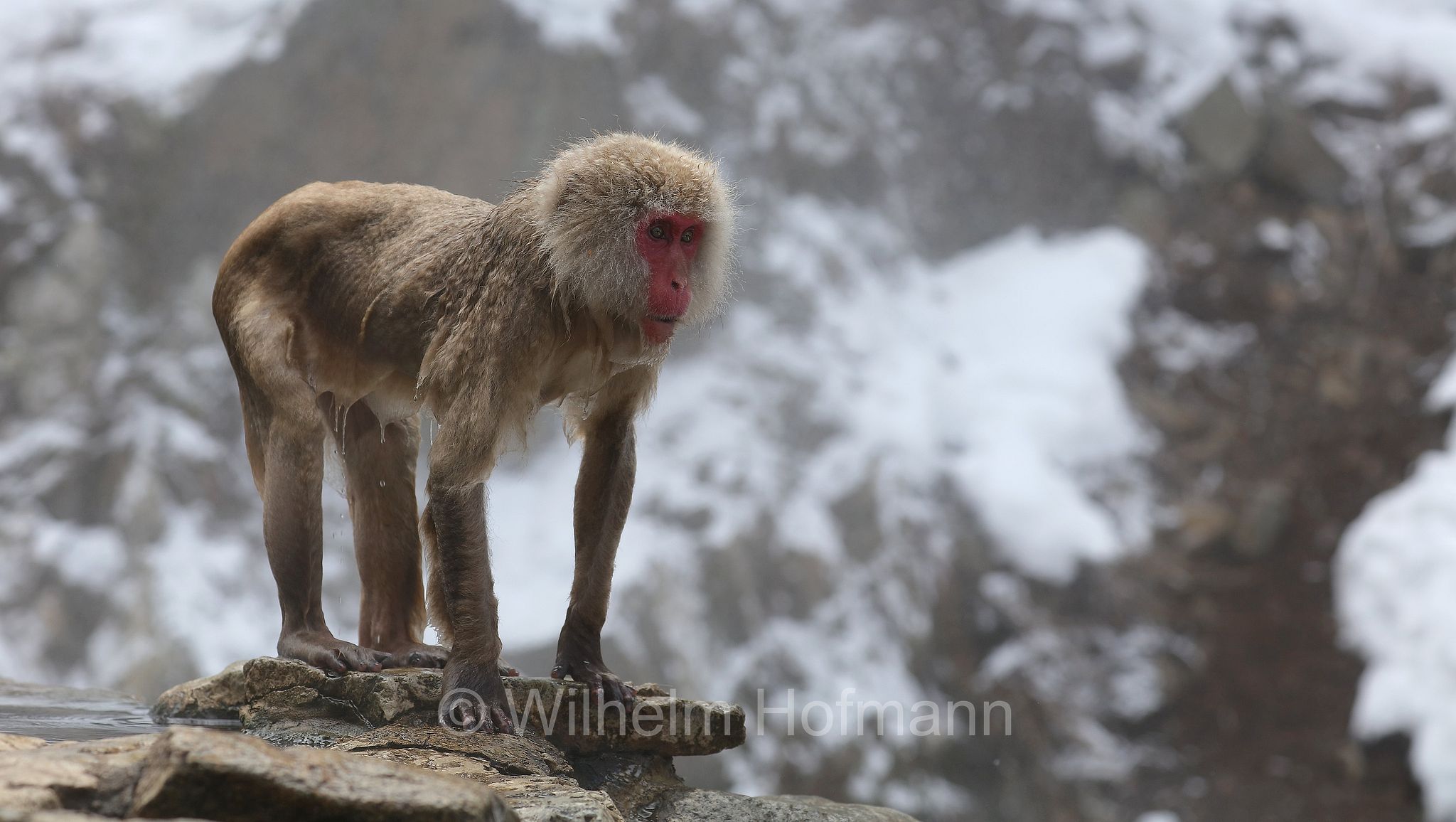 Japanese macaque, snow monkey, Nihonzaru, Japanmakak, Schneeaffe, Rotgesichtsmakake, macaco giapponese, macaco dalla faccia rossa, Macaca fuscata, Jigokudani Monkey Park, Jigokudani Yaen Kōen, Parco delle scimmie di Jigokudani, Nagano, Japan, Giappone