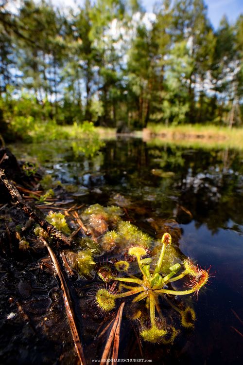 Drosera rotundifolia – Rundblättriger Sonnentau