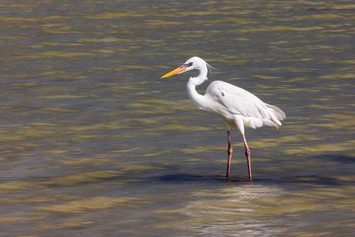 Ardea herodias occidentalis – Großer Weißreiher