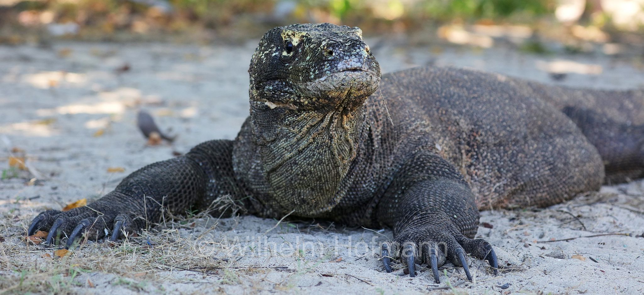 Komodo dragon, Komodo monitor, Komodowaran, Komododrache, varano di Komodo, drago di Komodo, Varanus komodoensis, Komodo Island, Komodo, Lesser Sunda Islands, Kleine Sundainseln, Piccole Isole della Sonda, Nusa Tenggara Islands, Kepulauan Nusa Tenggara, Indonesia, Indonesien