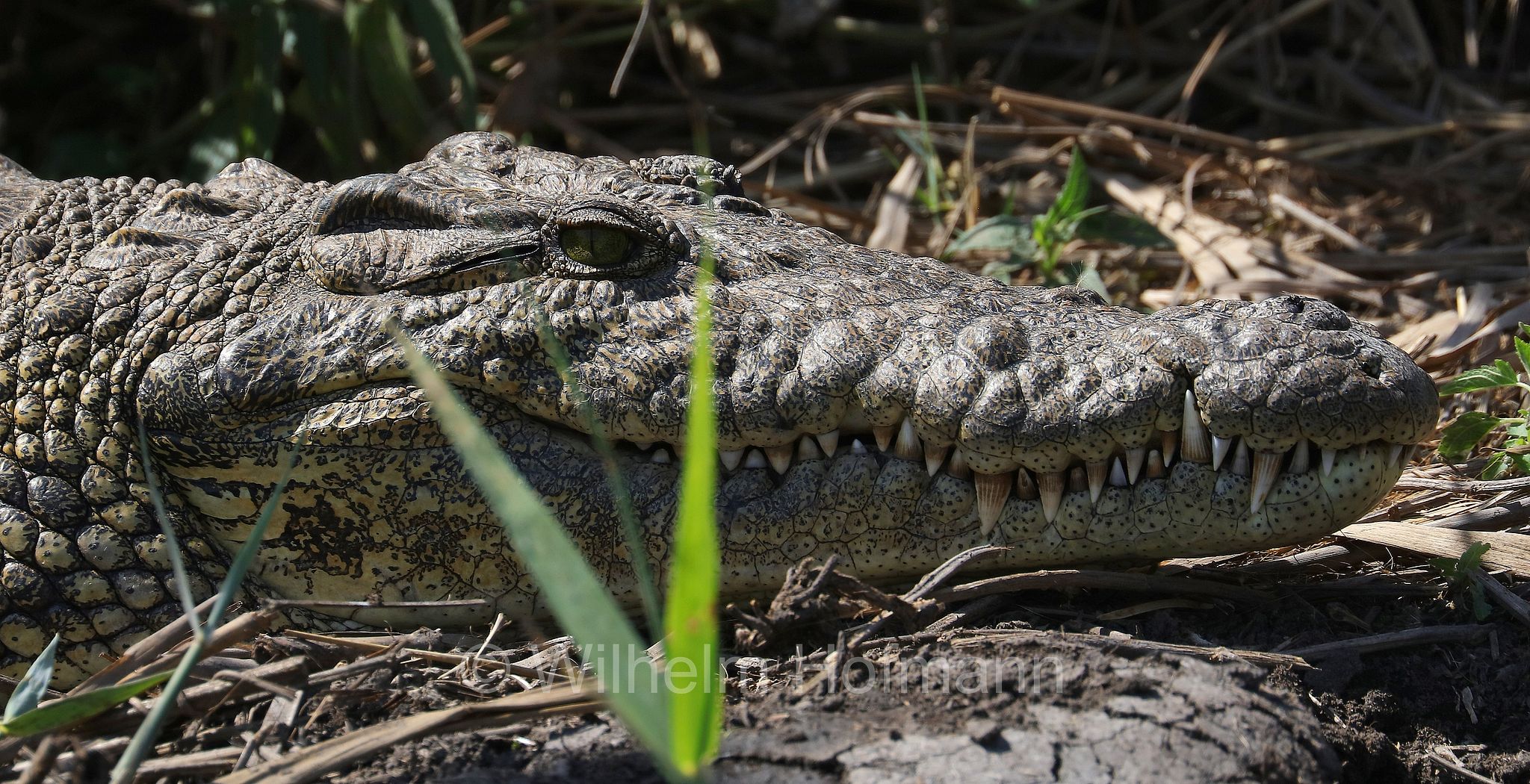 Nile crocodile, Nilkrokodil, coccodrillo del Nilo, Crocodylus niloticus, Okavango Delta, Okavango Grassland, Botswana, Republik Botsuana