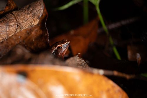 Kalophrynus meizon - Bornean sticky frog