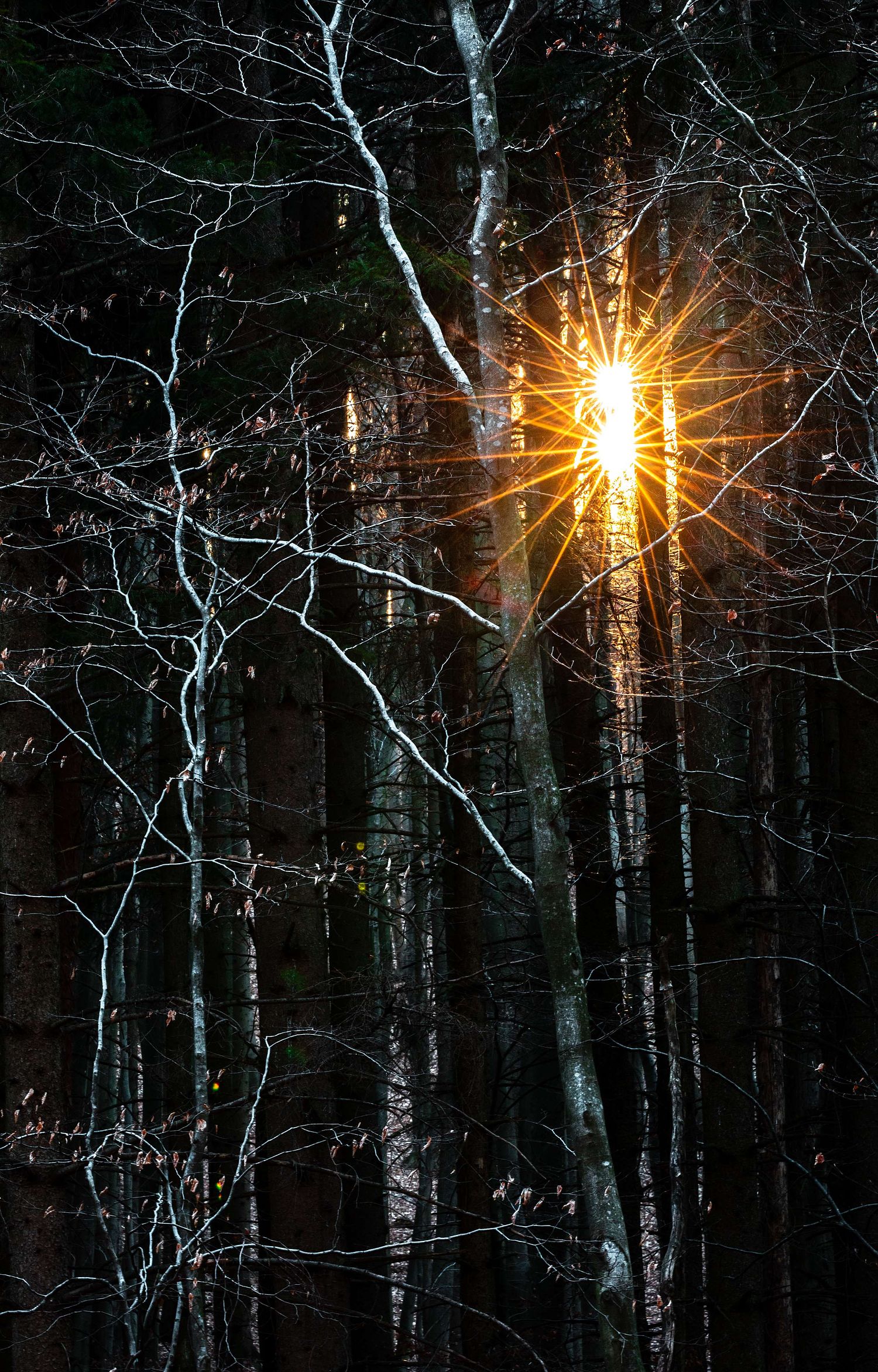 Double sunstar