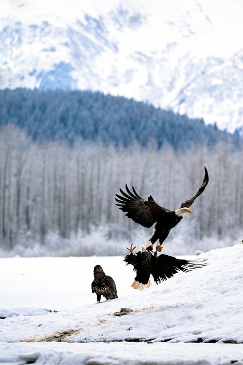 Best place for bald eagle photography workshop & guide tour in the US.  Located in the Midwest (Iowa & Illinois) and Alaska, United States.
