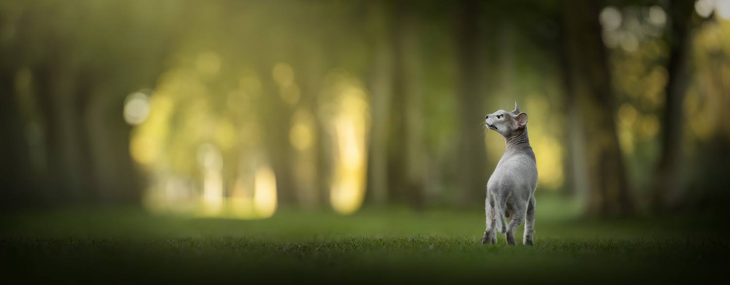NLS Dierenfotografie