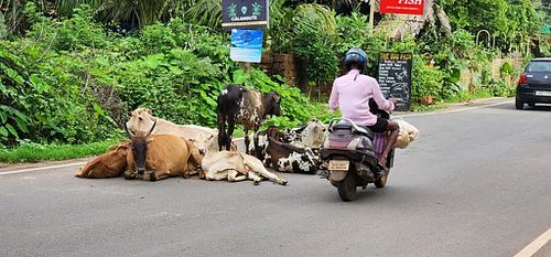 above: The ‘holy cow’ a homeless, non violent ruler of Indian roads. below: A world weary former fighting bull stands catching the sun in front of an advertisement for a cheap local wine in North Goa.