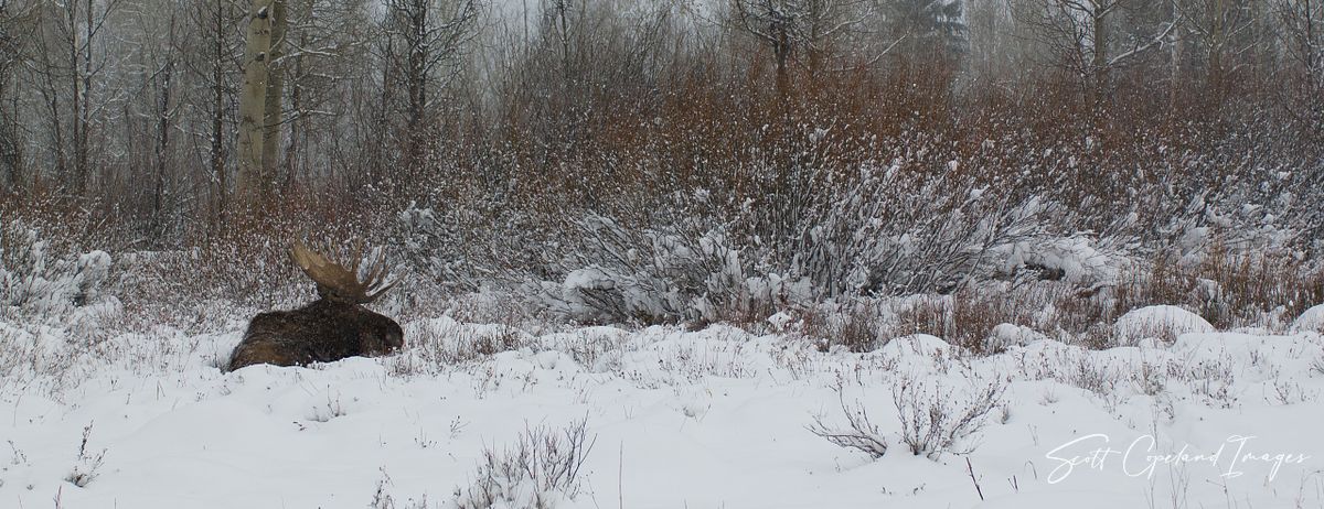 Moose Winter Repose