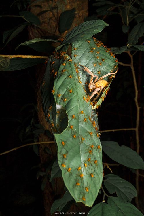 Sparassid spider with spiderlings