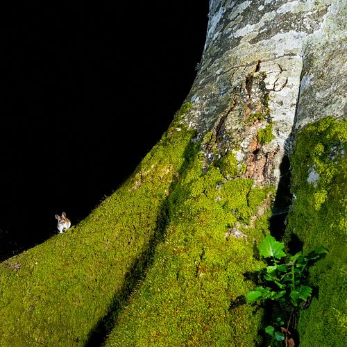 Apodemus flavicollis – Gelbhalsmaus