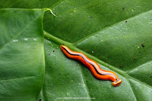 Bipalium sp. - Broadhead planaria