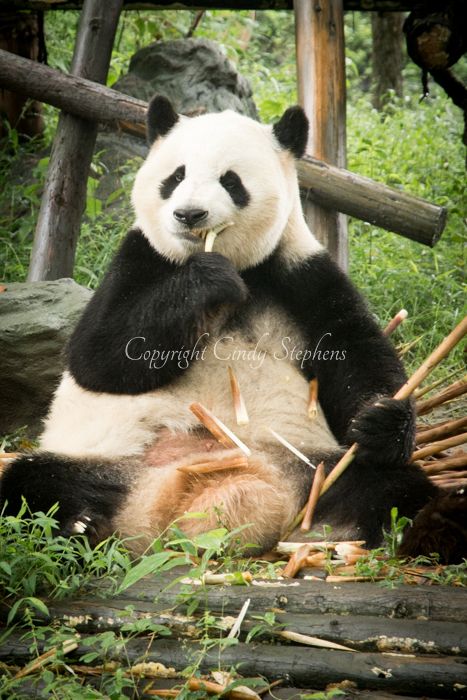 Large panda eating bamboo in the Chengdu Panda Breeding and Research Center