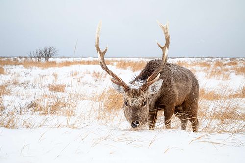 Cervus nippon yesoensis - Yezo-Sika-Hirsch