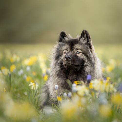 LENTE/BLOEMEN