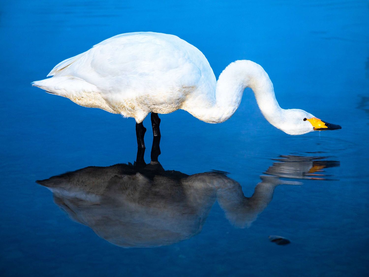 Cygnus cygnus - Singschwan