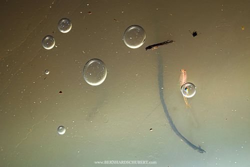 Branchipus schaefferi - Schaeffer's Brine Shrimp