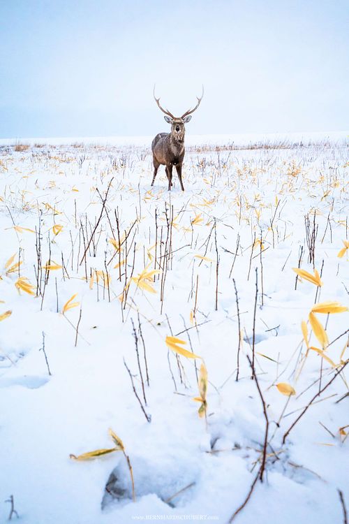 Cervus nippon yesoensis - Yezo-Sika-Hirsch