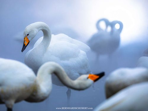 Enchanting Swans