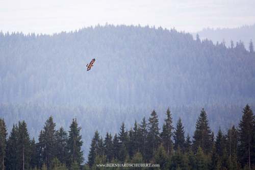 Golden eagle