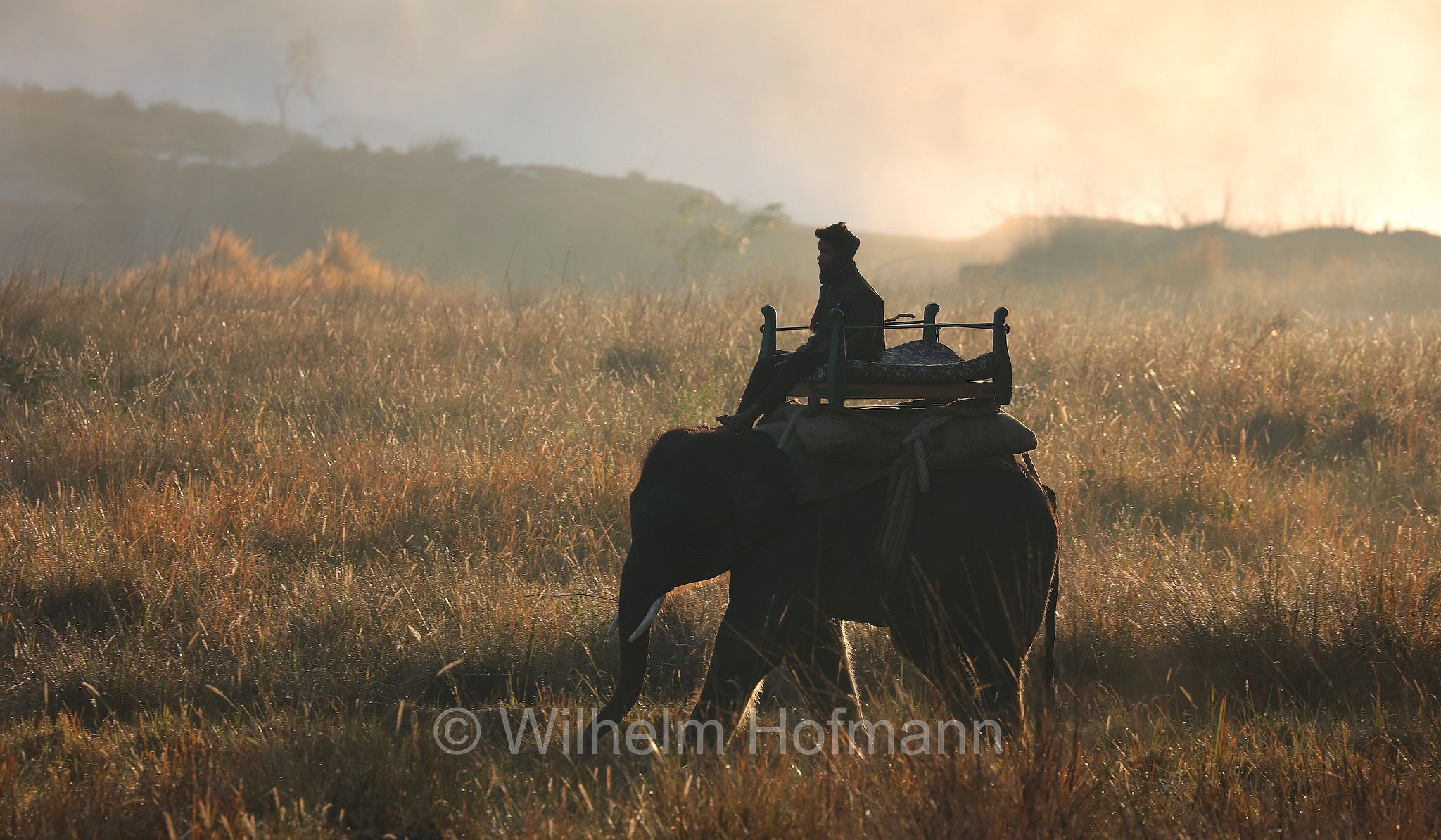 Kanha Tiger Reserve, Kanha–Kisli National Park, Kanha National Park, Kanha-Nationalpark, parco nazionale di Kanha, Madhya Pradesh, India, Indien