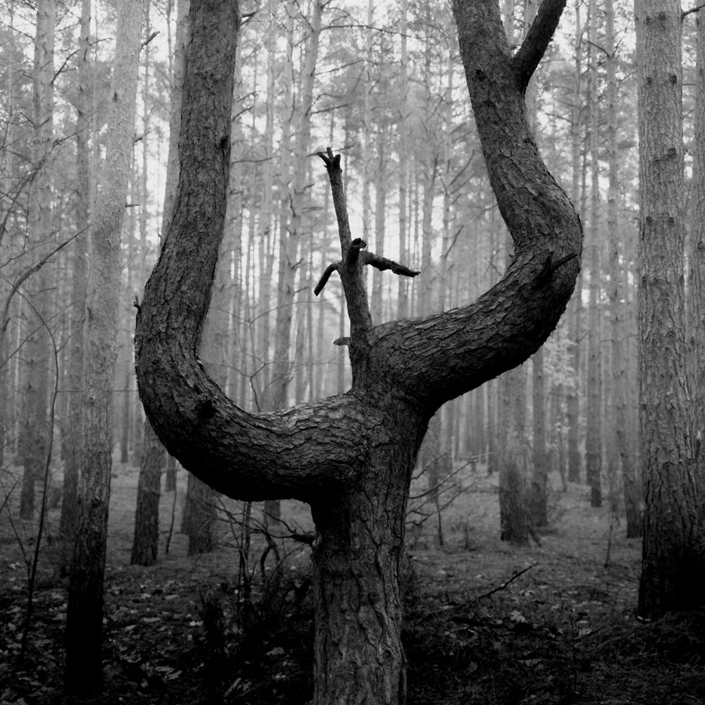 Czarno-biała fotografia autorstwa Michała Sumki przedstawiająca nietypowo ukształtowane drzewo w gęstym lesie Puszczy Kampinoskiej. Surowy krajobraz leśny o melancholijnym, tajemniczym klimacie.