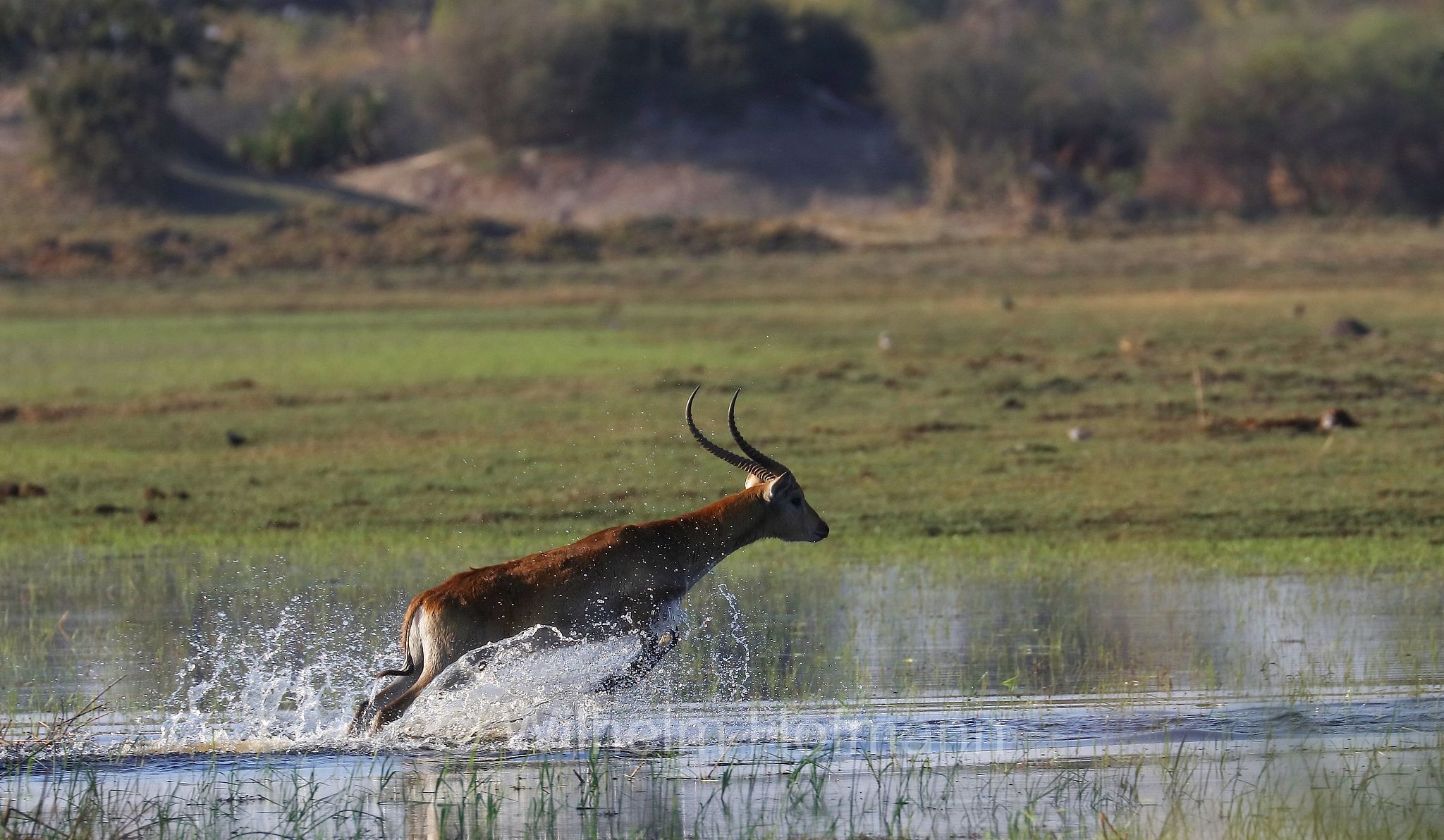 lechwe, red lechwe, southern lechwe, Letschwe, Litschi, Lechwe, Litschi-Moorantilope, lichi, Kobus leche﻿, Moremi Game Reserve, Moremi-Wildreservat, Okavango Delta, Okavango Grassland, Botswana, Republik Botsuana