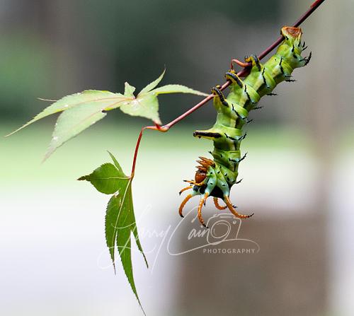 Caterpillar, butterfly