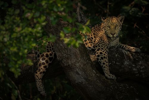 Jaguar, Pantanal